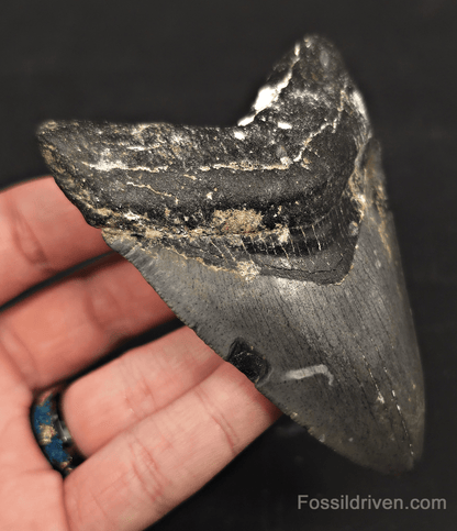 Serrated, 3.90" Megalodon Tooth - Venice, Florida - Fossil Driven