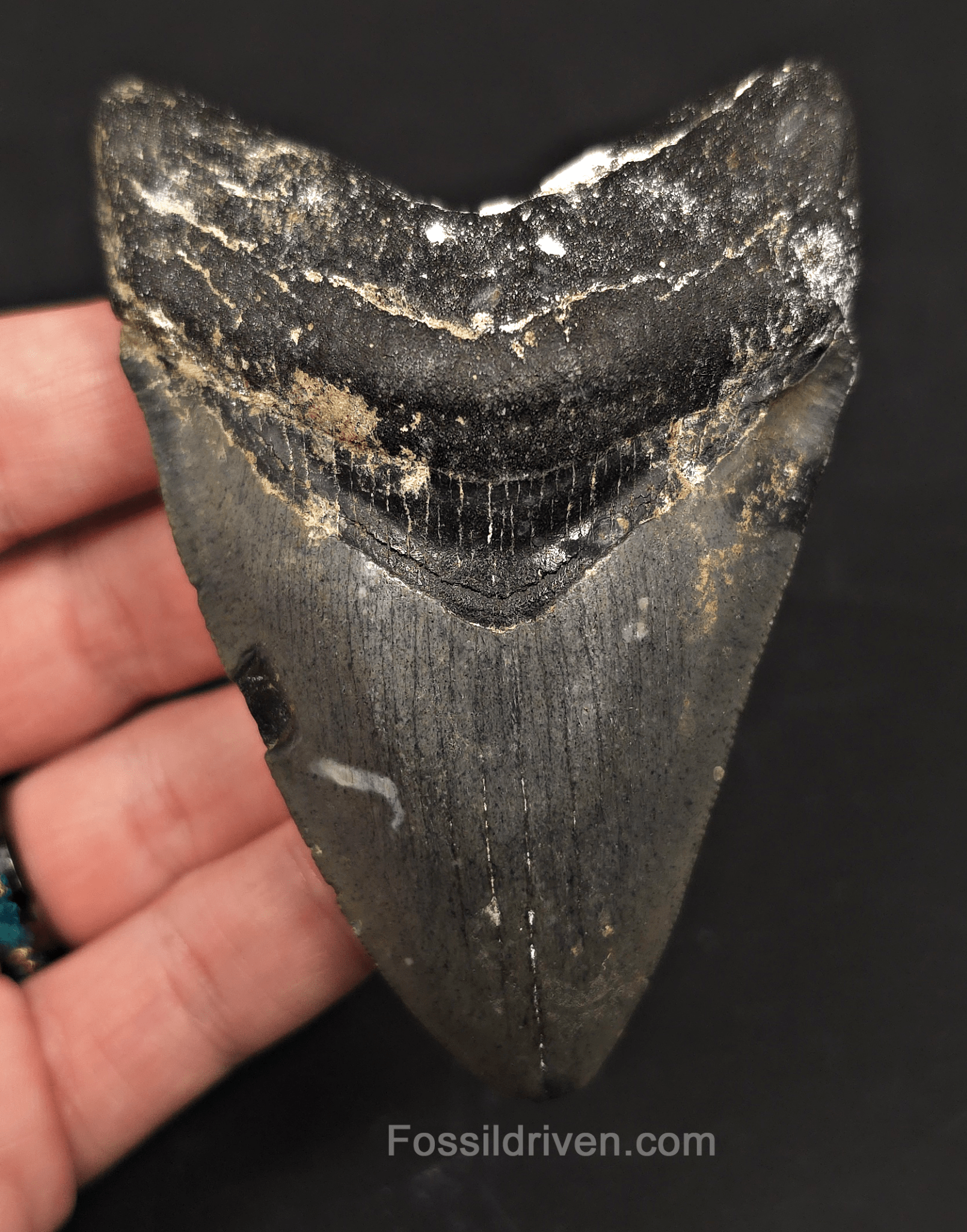 Serrated, 3.90" Megalodon Tooth - Venice, Florida - Fossil Driven