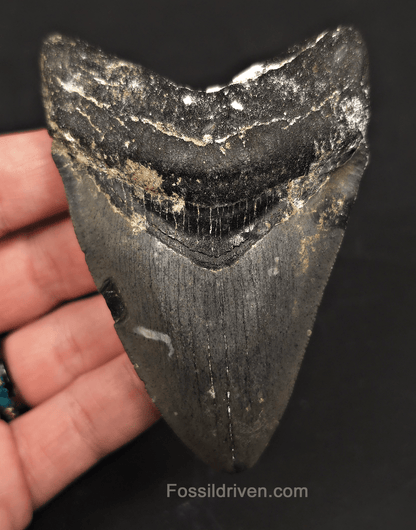 Serrated, 3.90" Megalodon Tooth - Venice, Florida - Fossil Driven