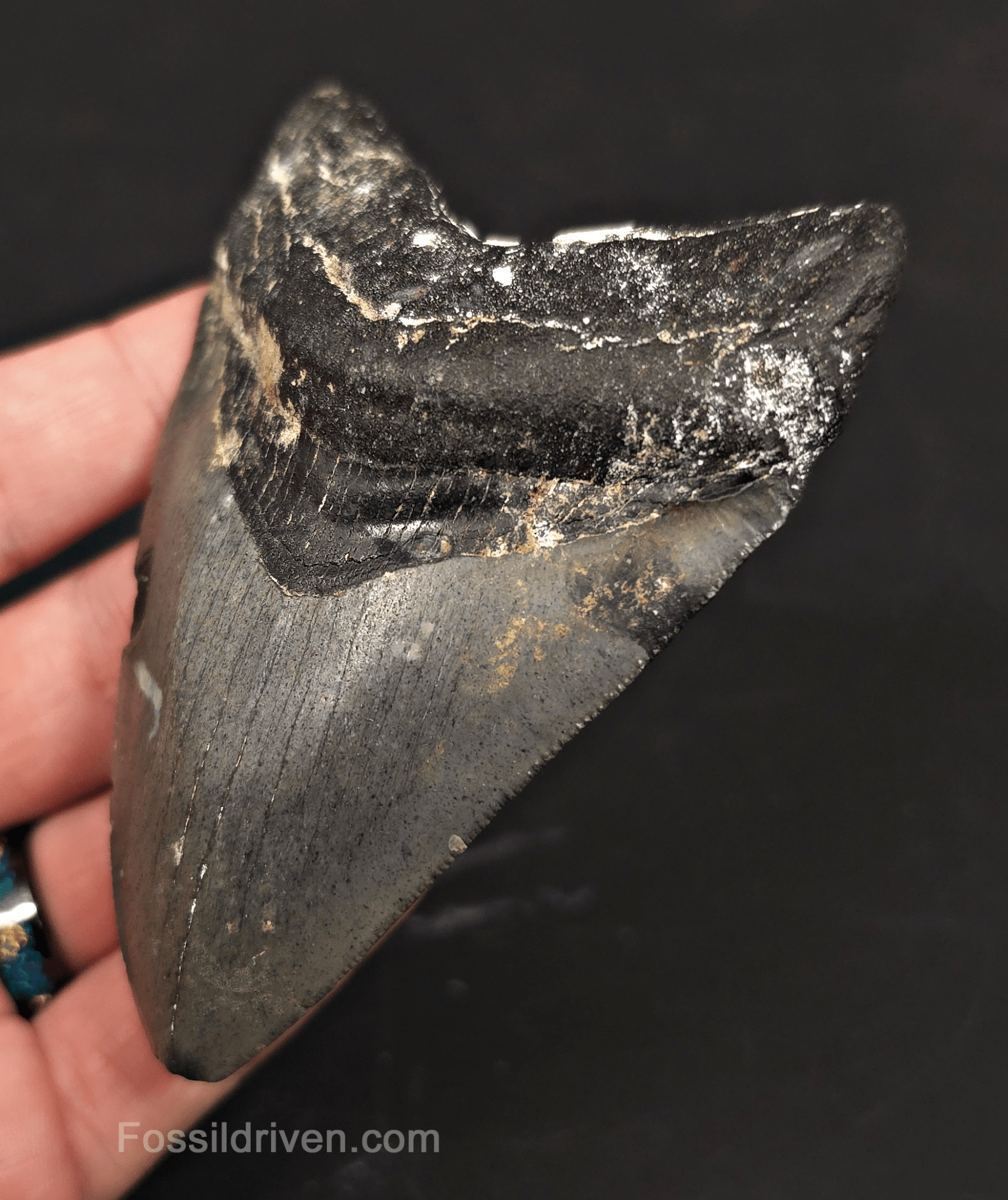 Serrated, 3.90" Megalodon Tooth - Venice, Florida - Fossil Driven