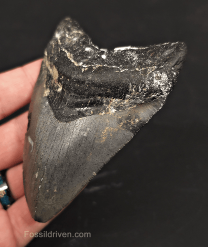 Serrated, 3.90" Megalodon Tooth - Venice, Florida - Fossil Driven