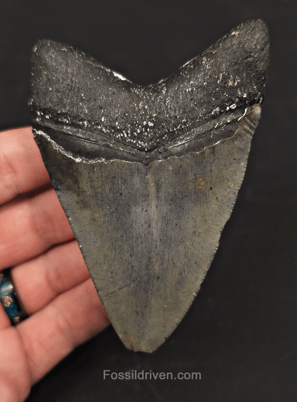 Serrated, 3.90" Megalodon Tooth - Venice, Florida - Fossil Driven