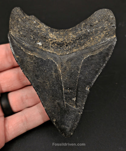 Serrated, 4.01" Fossil Megalodon Tooth - Venice, Florida - Fossil Driven