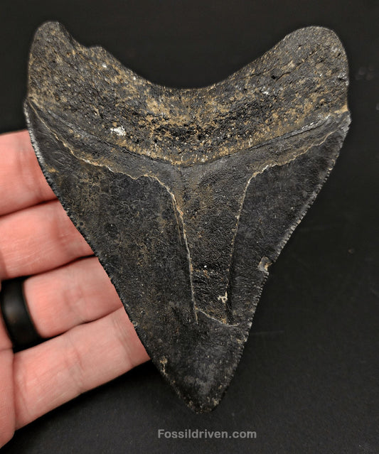 Serrated, 4.01" Fossil Megalodon Tooth - Venice, Florida - Fossil Driven