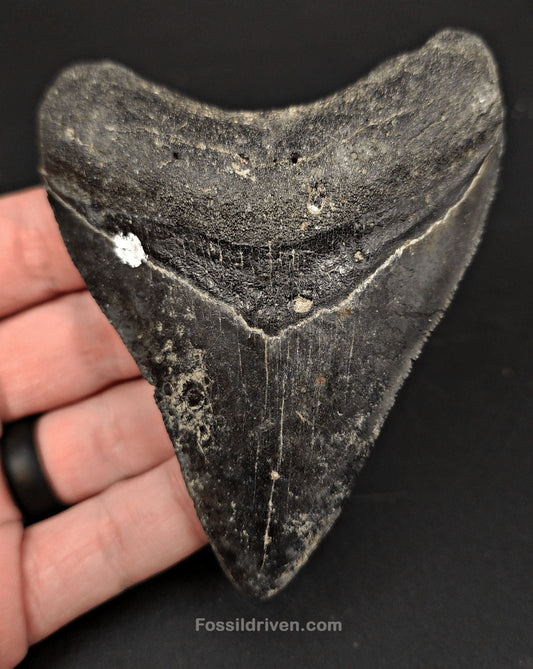 Serrated, 4.01" Fossil Megalodon Tooth - Venice, Florida - Fossil Driven