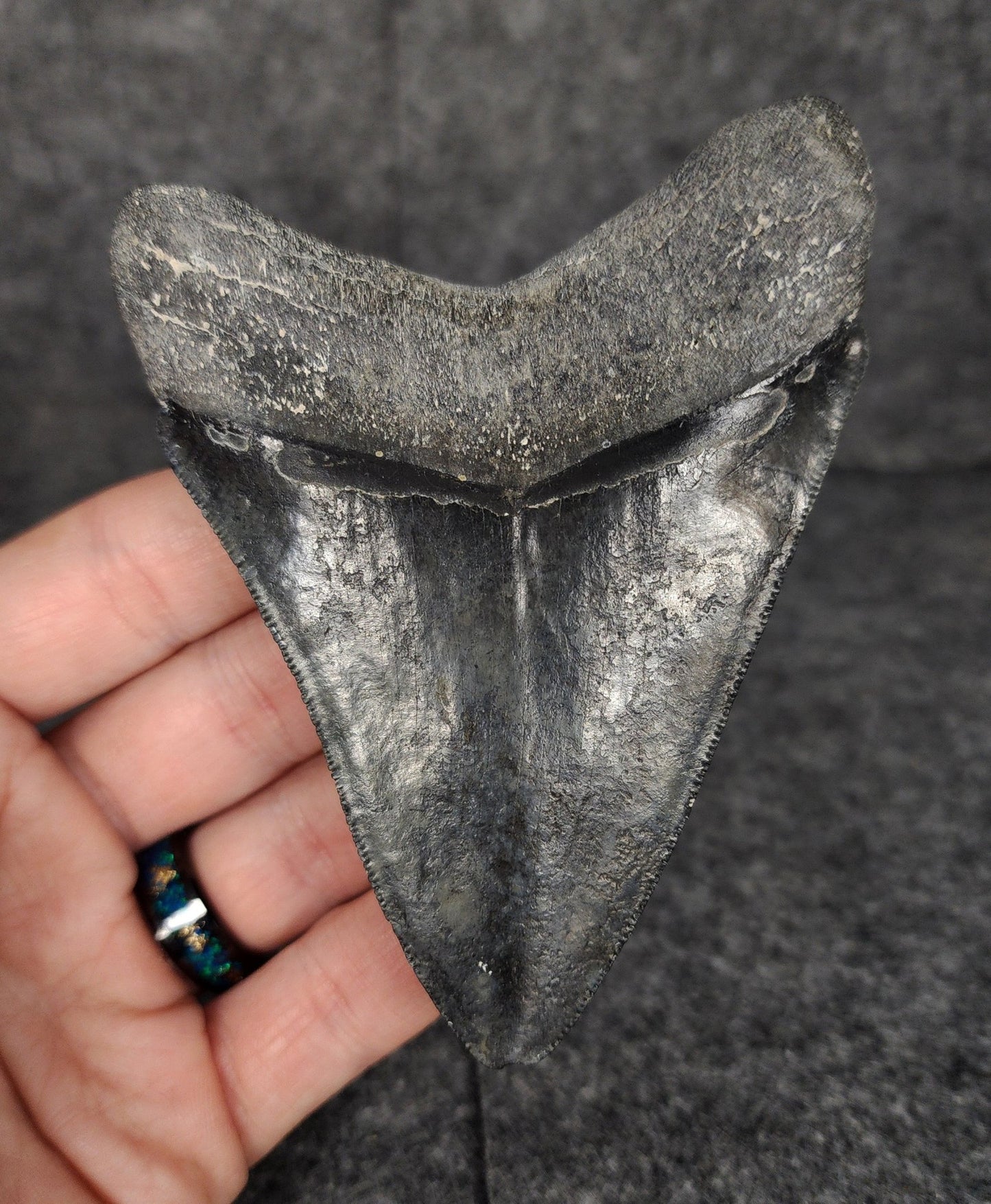 Serrated, 4.02" Fossil Megalodon Tooth - Venice, Florida - Fossil Driven