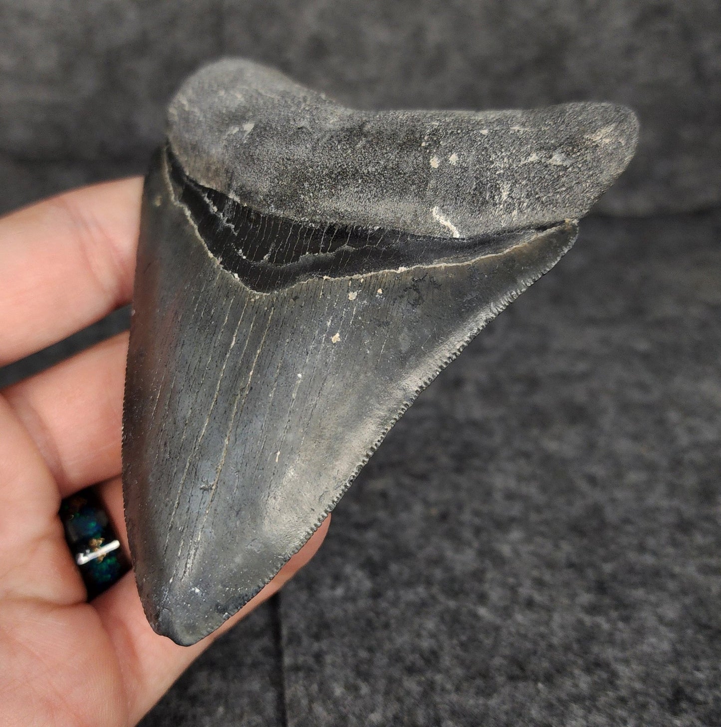 Serrated, 4.02" Fossil Megalodon Tooth - Venice, Florida - Fossil Driven