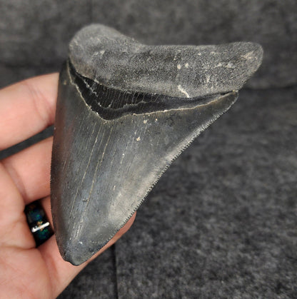 Serrated, 4.02" Fossil Megalodon Tooth - Venice, Florida - Fossil Driven