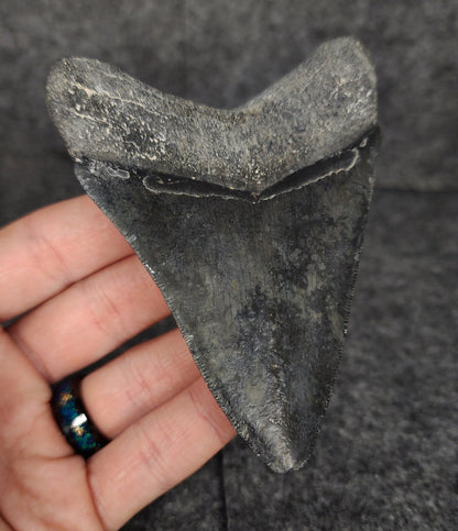 Serrated, 4.02" Fossil Megalodon Tooth - Venice, Florida - Fossil Driven