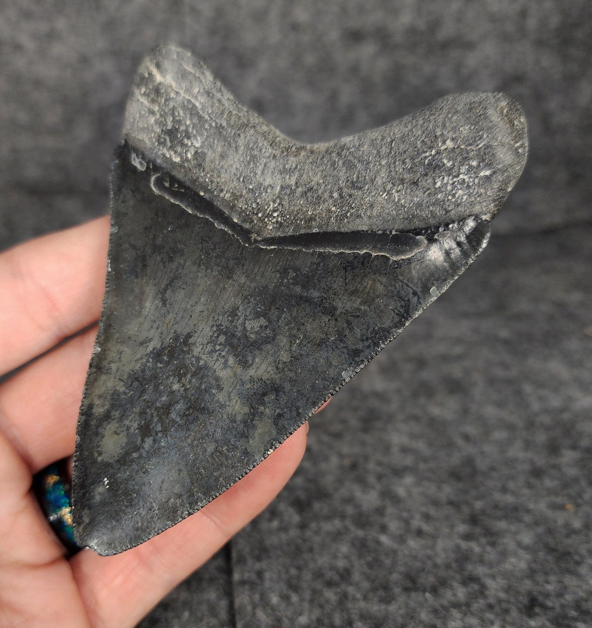 Serrated, 4.02" Fossil Megalodon Tooth - Venice, Florida - Fossil Driven