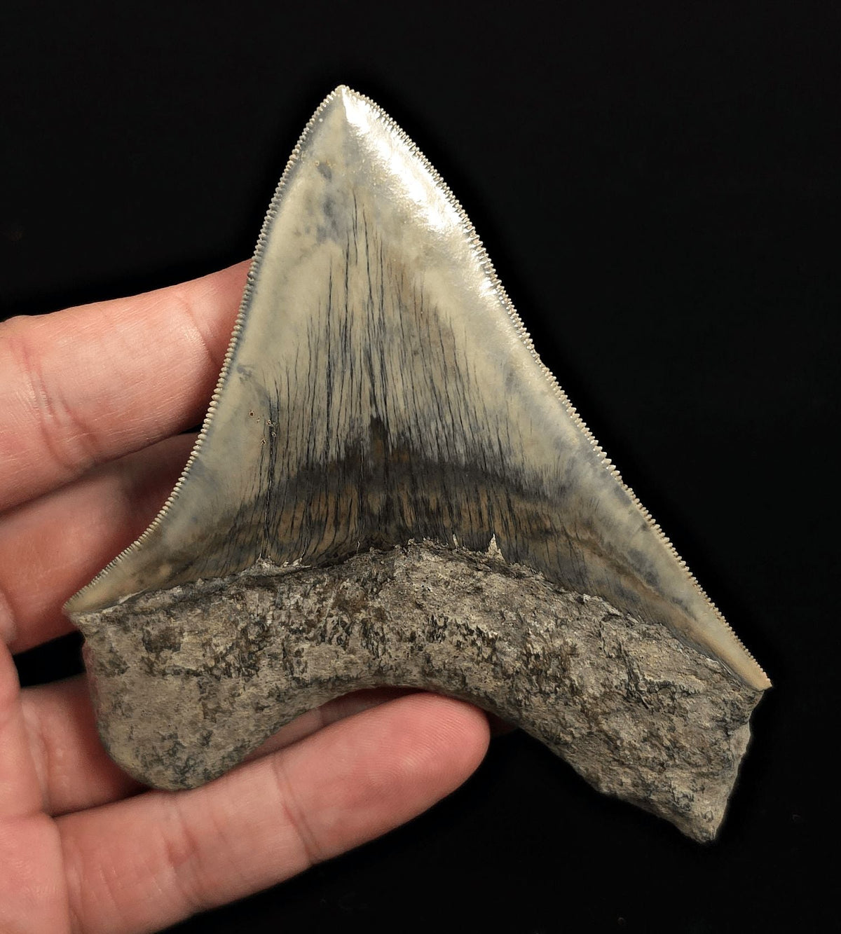 Serrated, 4.18" Fossil Megalodon Tooth - Java, Indonesia - Fossil Driven