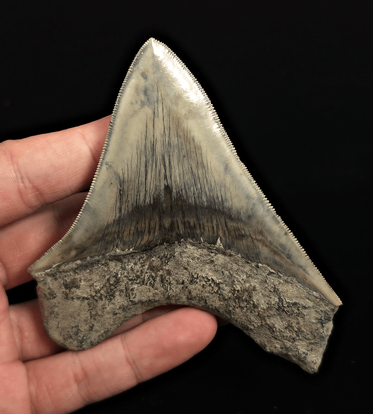 Serrated, 4.18" Fossil Megalodon Tooth - Java, Indonesia - Fossil Driven