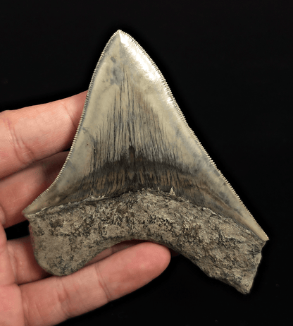 Serrated, 4.18" Fossil Megalodon Tooth - Java, Indonesia - Fossil Driven