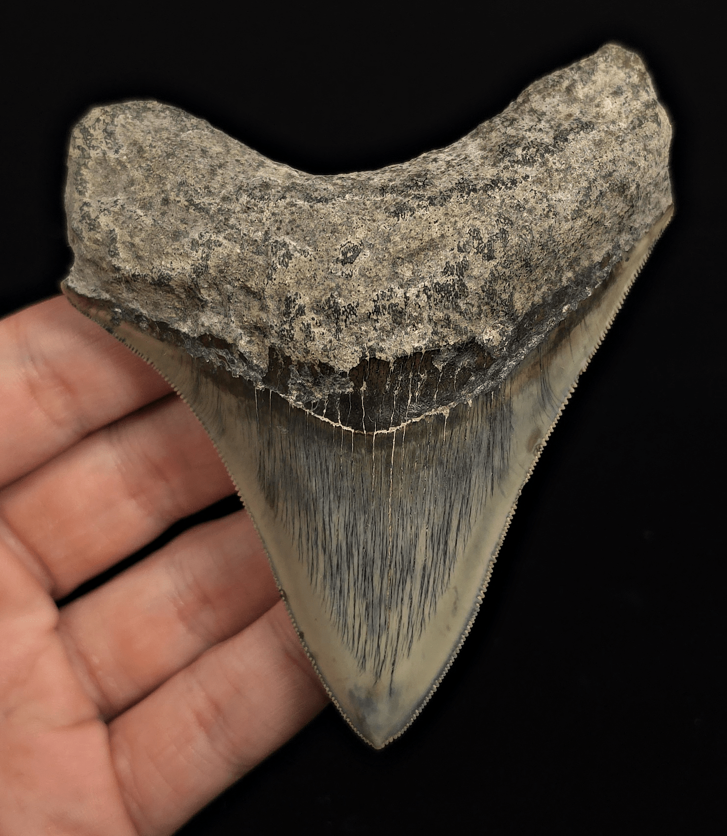 Serrated, 4.18" Fossil Megalodon Tooth - Java, Indonesia - Fossil Driven