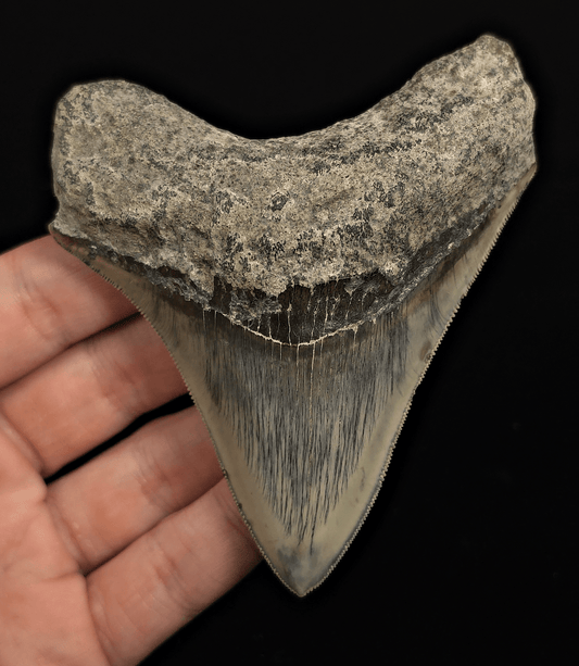Serrated, 4.18" Fossil Megalodon Tooth - Java, Indonesia - Fossil Driven