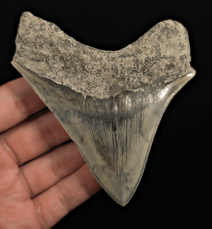 Serrated, 4.18" Fossil Megalodon Tooth - Java, Indonesia - Fossil Driven