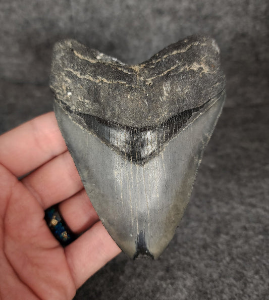 Serrated, 4.19" Fossil Megalodon Tooth - Venice, Florida - Fossil Driven