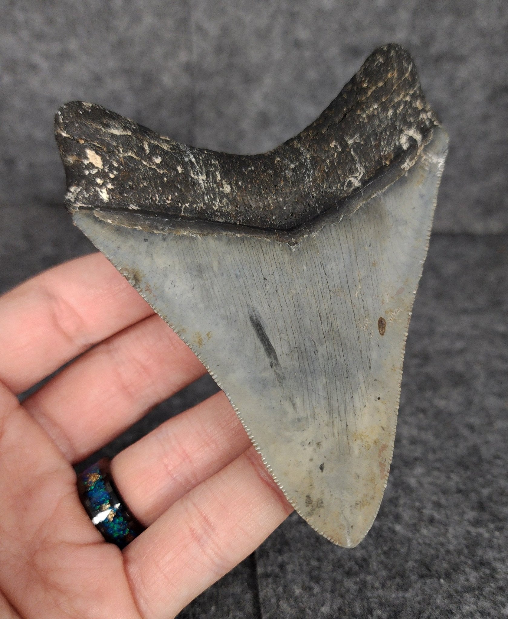 Serrated, 4.20" Fossil Megalodon Tooth - Venice, Florida - Fossil Driven