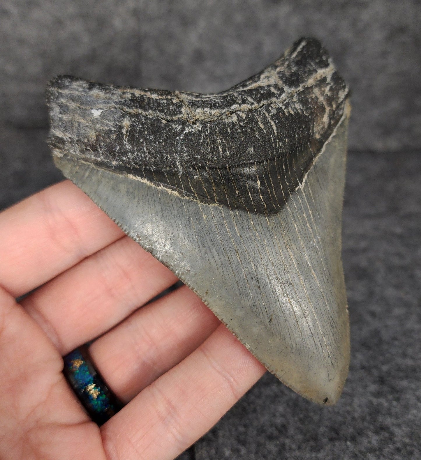 Serrated, 4.20" Fossil Megalodon Tooth - Venice, Florida - Fossil Driven