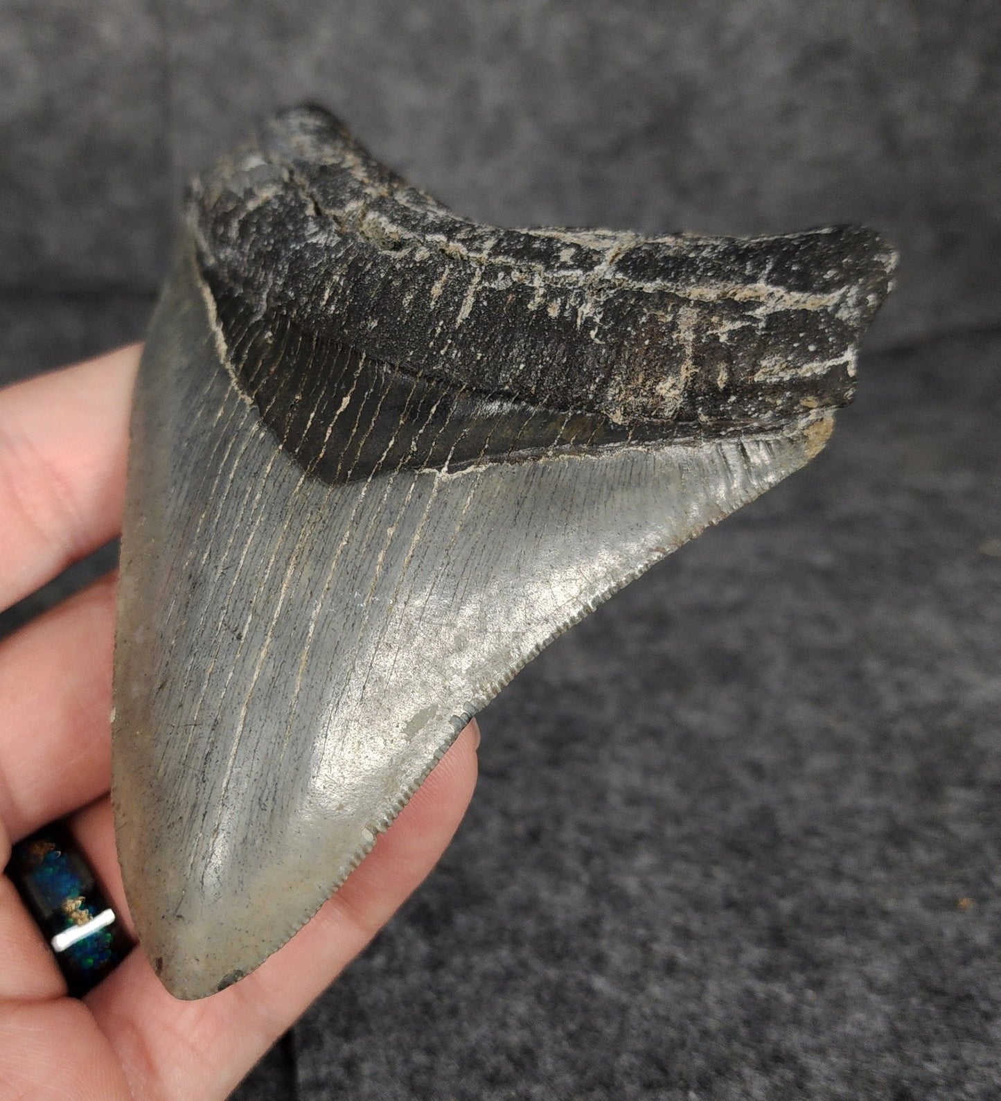 Serrated, 4.20" Fossil Megalodon Tooth - Venice, Florida - Fossil Driven