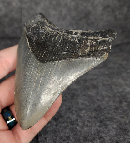 Serrated, 4.20" Fossil Megalodon Tooth - Venice, Florida - Fossil Driven