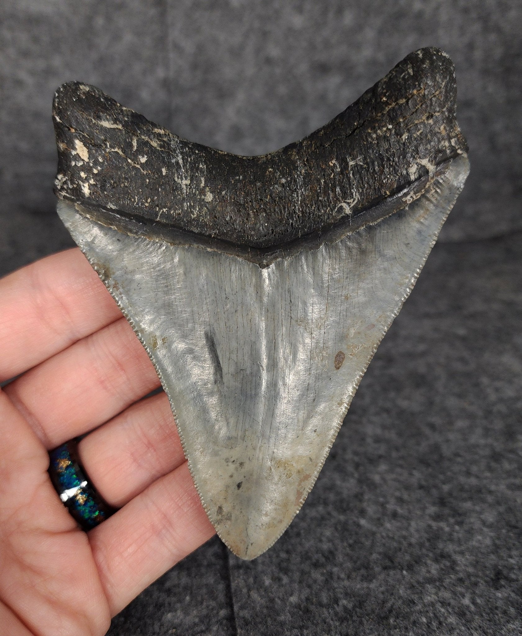 Serrated, 4.20" Fossil Megalodon Tooth - Venice, Florida - Fossil Driven