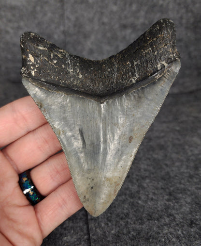 Serrated, 4.20" Fossil Megalodon Tooth - Venice, Florida - Fossil Driven