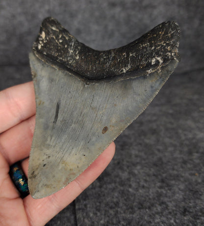 Serrated, 4.20" Fossil Megalodon Tooth - Venice, Florida - Fossil Driven