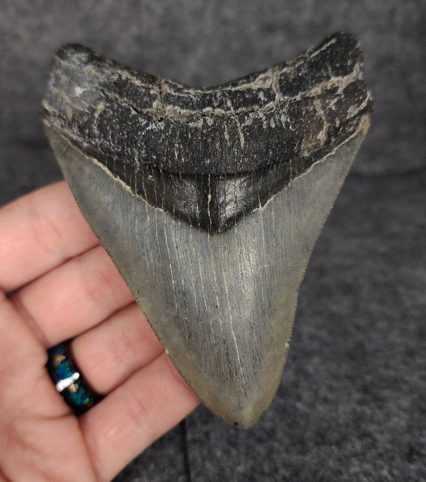 Serrated, 4.20" Fossil Megalodon Tooth - Venice, Florida - Fossil Driven