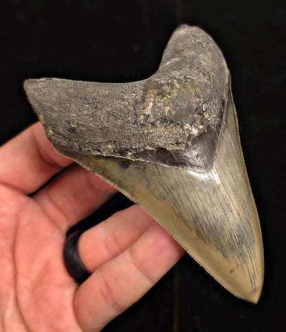 Serrated, 4.34" Fossil Megalodon Tooth - Java, Indonesia - Fossil Driven
