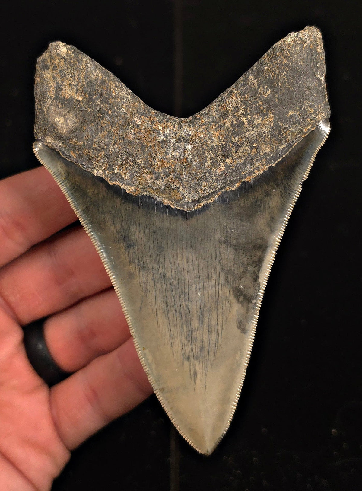Serrated, 4.34" Fossil Megalodon Tooth - Java, Indonesia - Fossil Driven