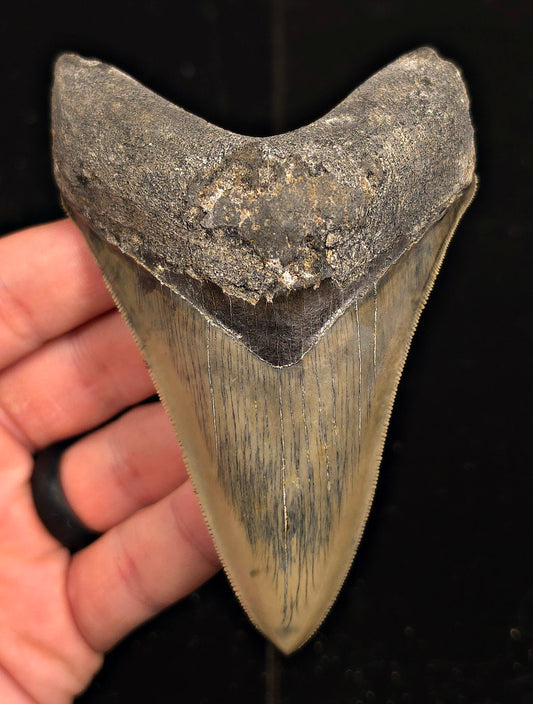 Serrated, 4.34" Fossil Megalodon Tooth - Java, Indonesia - Fossil Driven