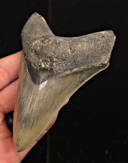 Serrated, 4.34" Fossil Megalodon Tooth - Java, Indonesia - Fossil Driven