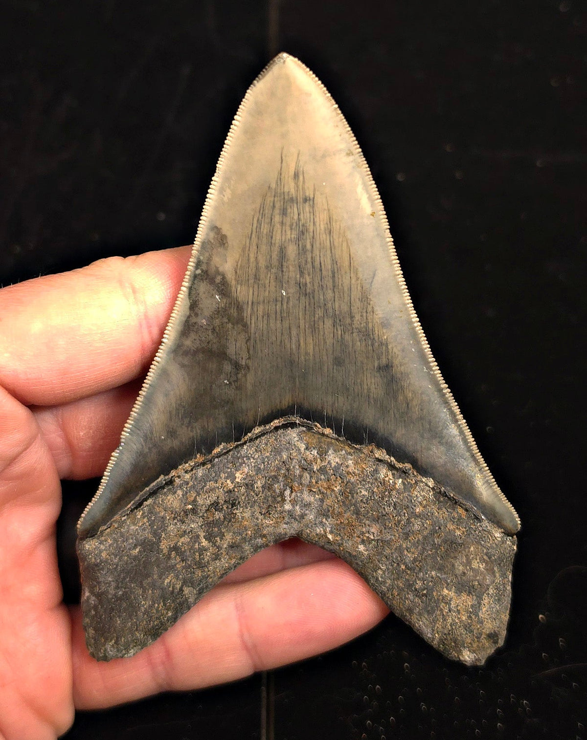 Serrated, 4.34" Fossil Megalodon Tooth - Java, Indonesia - Fossil Driven