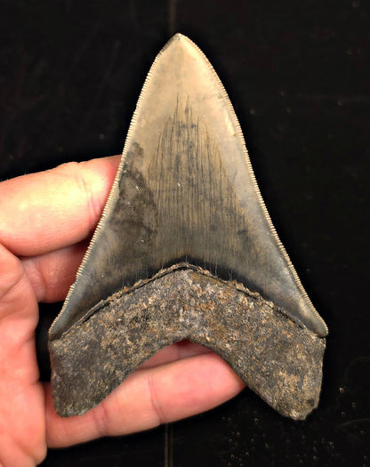 Serrated, 4.34" Fossil Megalodon Tooth - Java, Indonesia - Fossil Driven