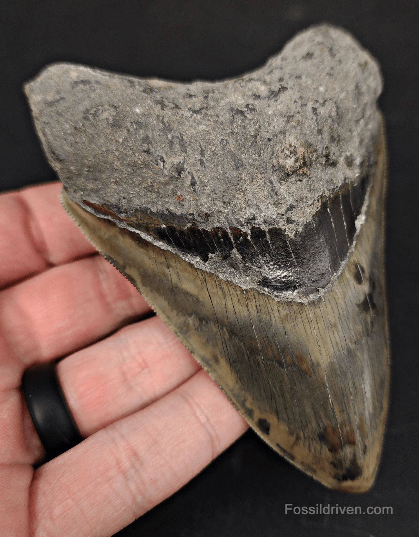 Serrated, 4.38" Fossil Megalodon Tooth - Java, Indonesia - Fossil Driven