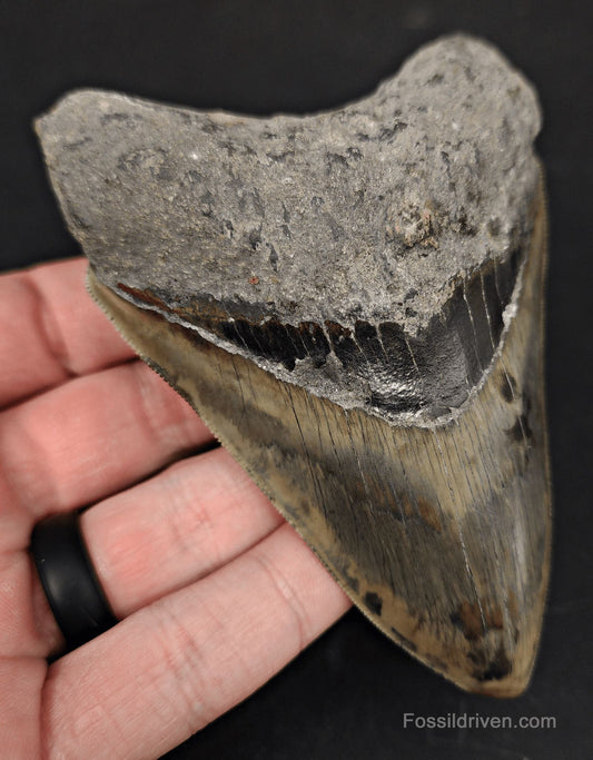 Serrated, 4.38" Fossil Megalodon Tooth - Java, Indonesia - Fossil Driven
