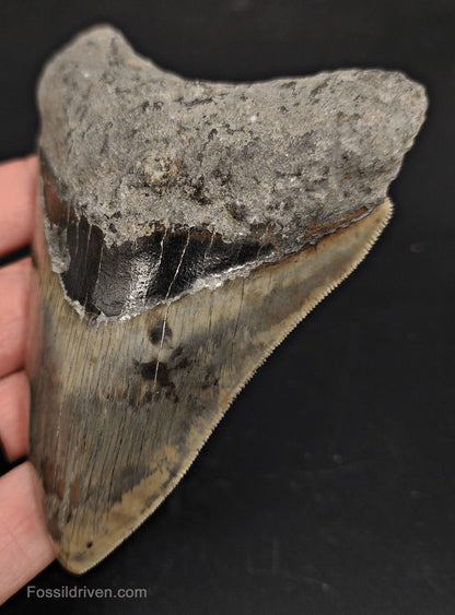 Serrated, 4.38" Fossil Megalodon Tooth - Java, Indonesia - Fossil Driven