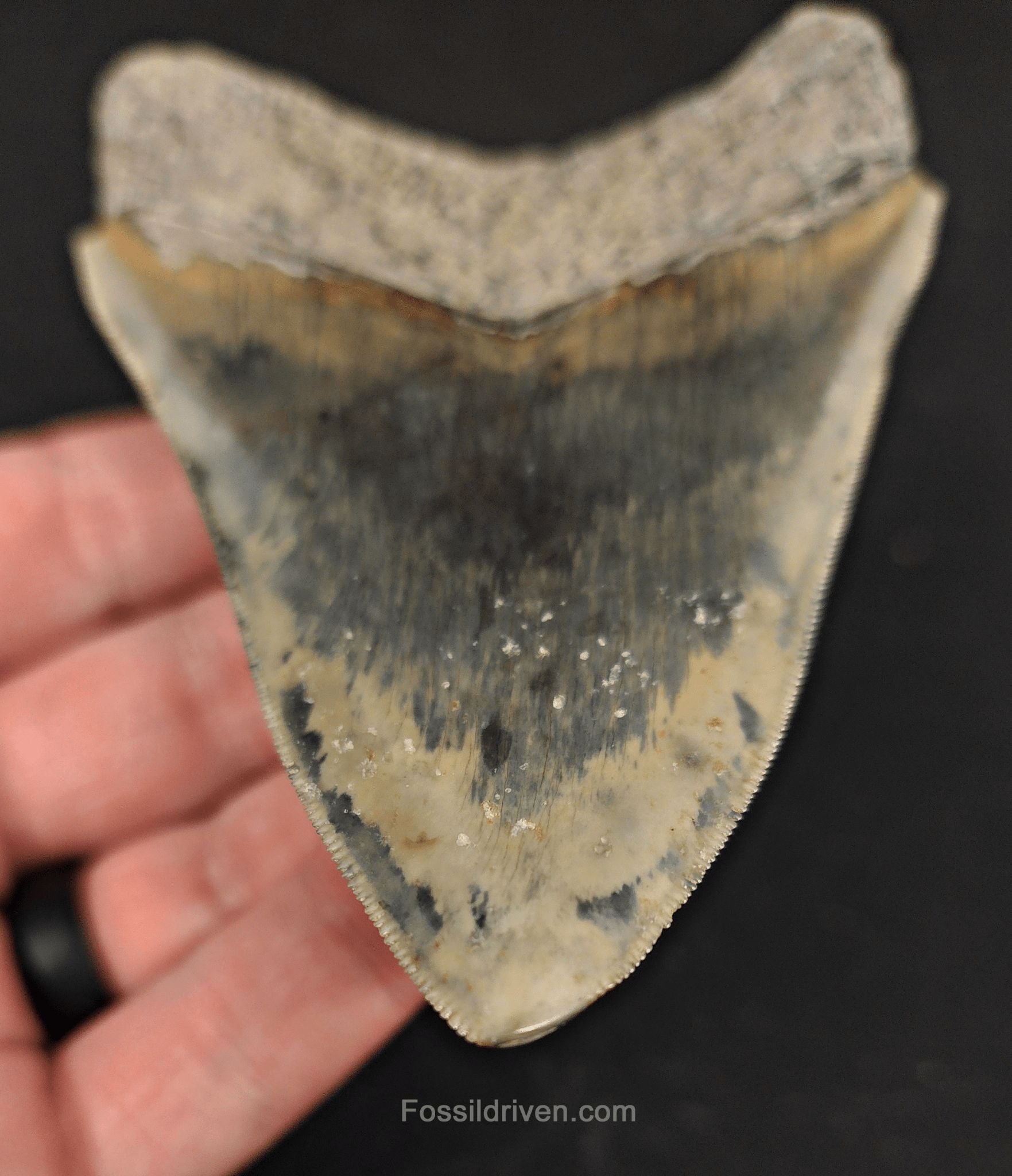 Serrated, 4.38" Fossil Megalodon Tooth - Java, Indonesia - Fossil Driven