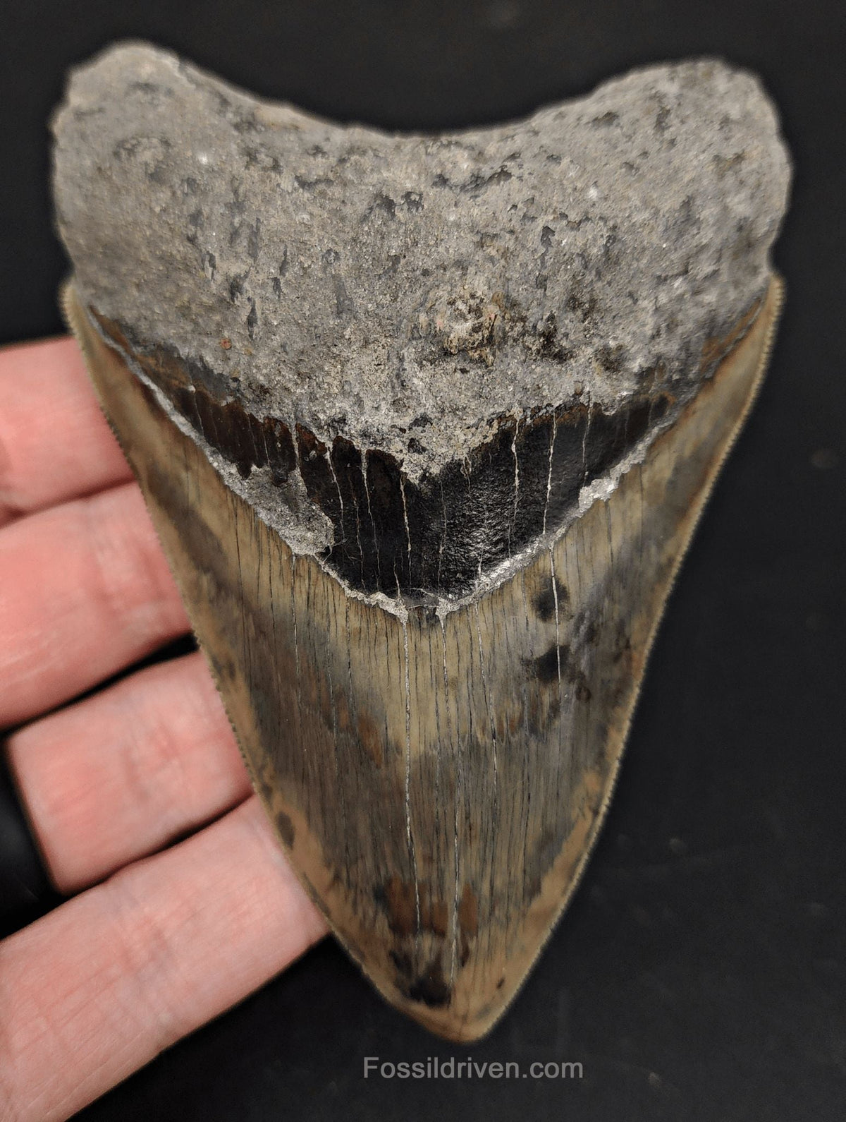 Serrated, 4.38" Fossil Megalodon Tooth - Java, Indonesia - Fossil Driven