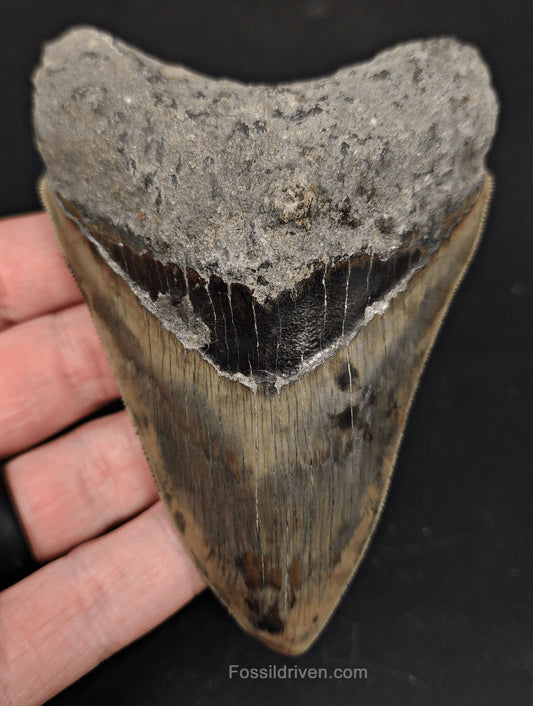 Serrated, 4.38" Fossil Megalodon Tooth - Java, Indonesia - Fossil Driven