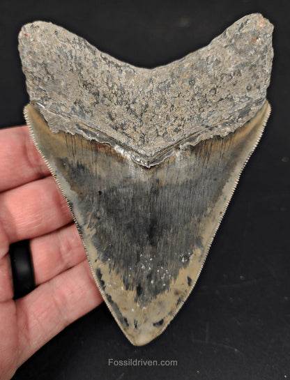 Serrated, 4.38" Fossil Megalodon Tooth - Java, Indonesia - Fossil Driven