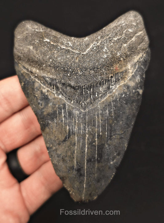 Serrated, 4.42" Fossil Megalodon Tooth - Venice, Florida - Fossil Driven