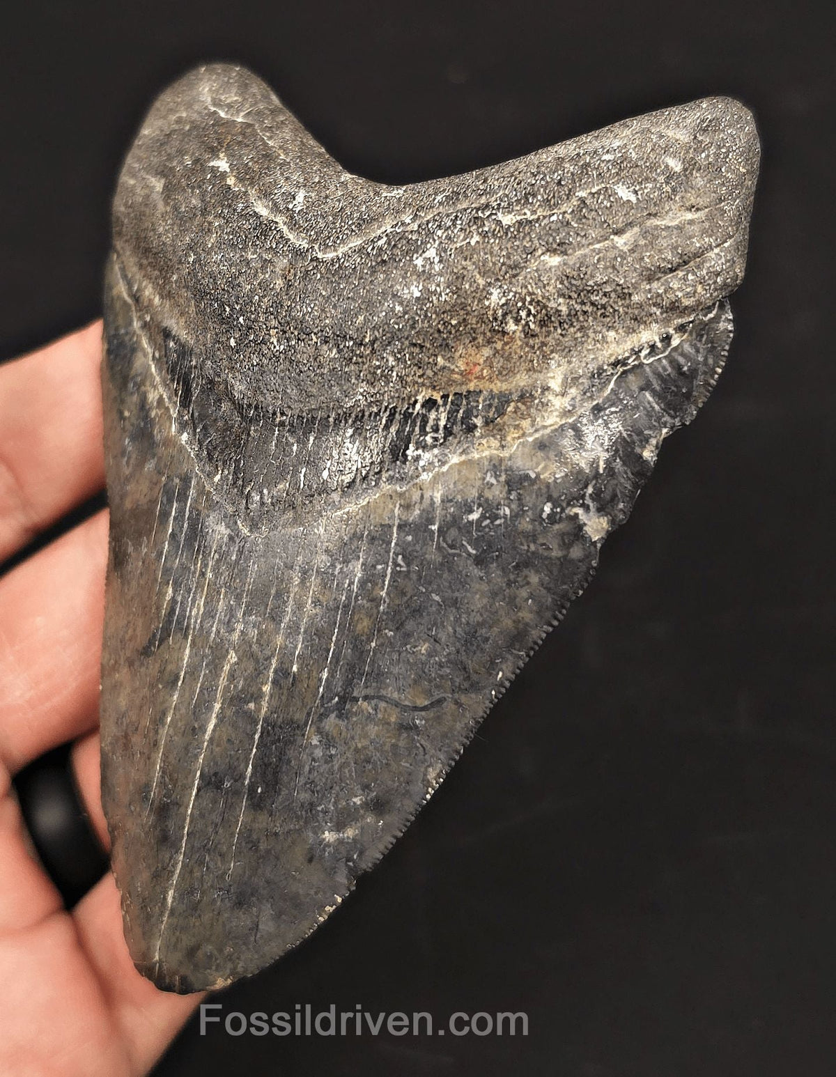 Serrated, 4.42" Fossil Megalodon Tooth - Venice, Florida - Fossil Driven