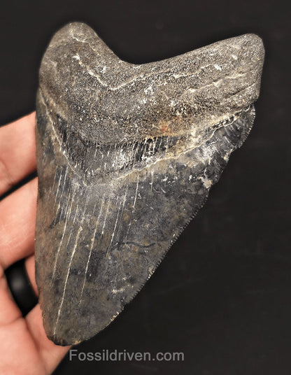 Serrated, 4.42" Fossil Megalodon Tooth - Venice, Florida - Fossil Driven