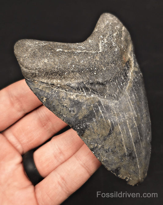 Serrated, 4.42" Fossil Megalodon Tooth - Venice, Florida - Fossil Driven