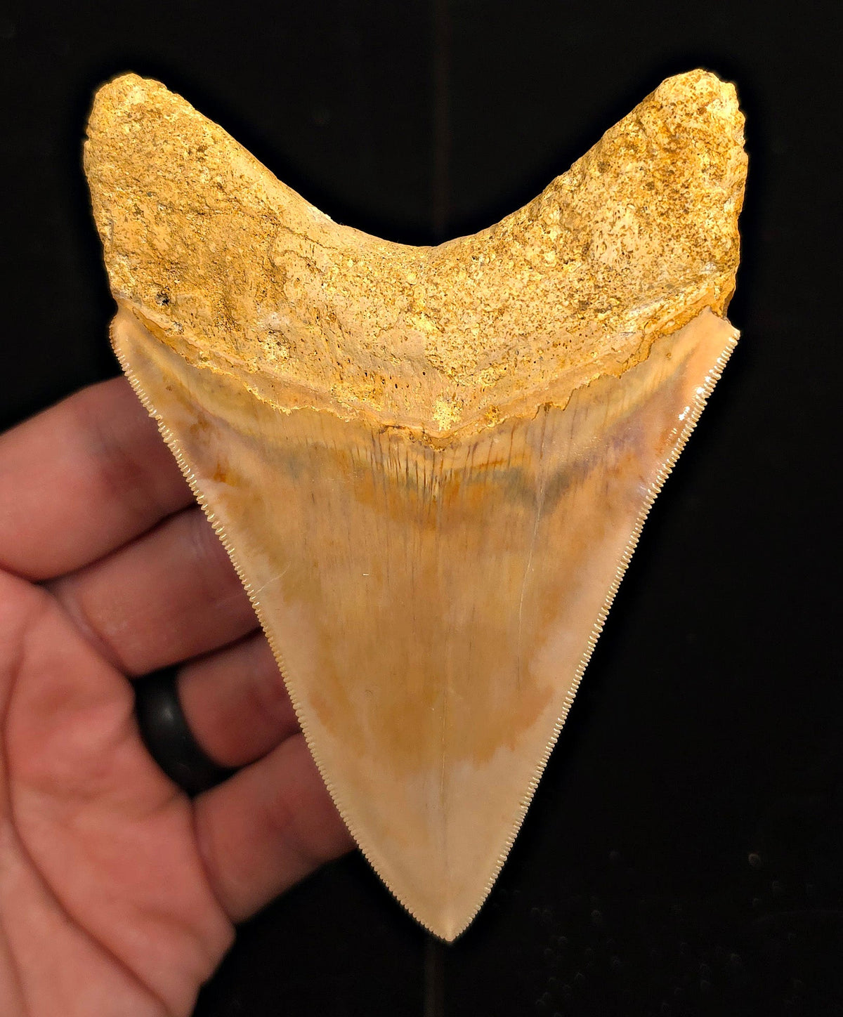 Serrated, 4.45" Fossil Megalodon Tooth - Java, Indonesia - Fossil Driven