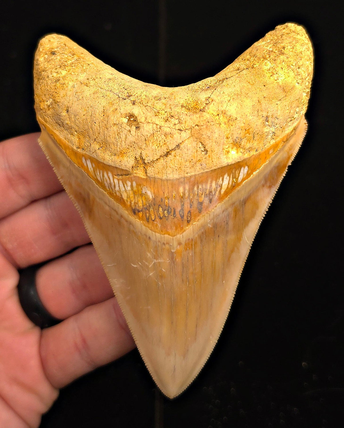 Serrated, 4.45" Fossil Megalodon Tooth - Java, Indonesia - Fossil Driven