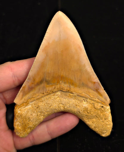 Serrated, 4.45" Fossil Megalodon Tooth - Java, Indonesia - Fossil Driven