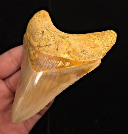Serrated, 4.45" Fossil Megalodon Tooth - Java, Indonesia - Fossil Driven